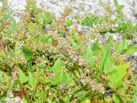 Glabrous orache