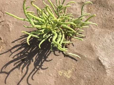 Salicornia emerici