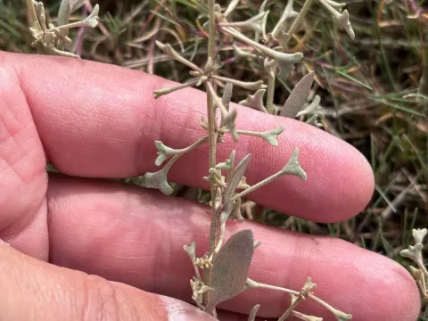 Pedunculate saltbush