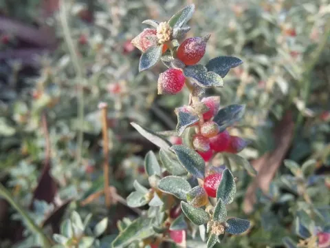 Atriplex standleyanus