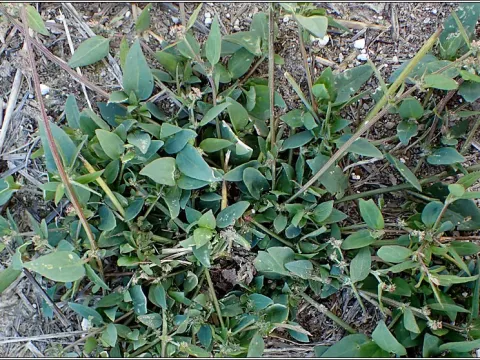 Gustafsson's saltbush