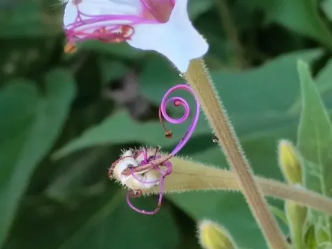 Mirabilis longiflora