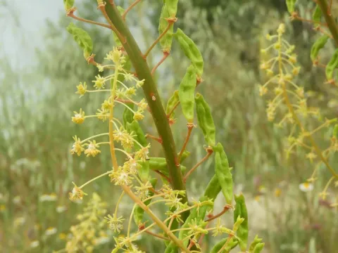 Reseda lanceolata
