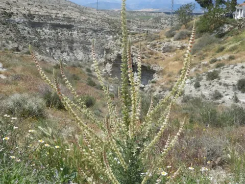 Shrubby mignonette
