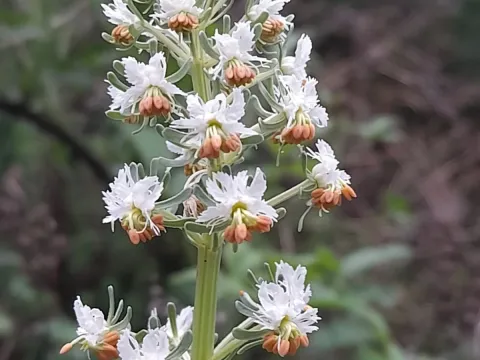 Reseda jacquinii