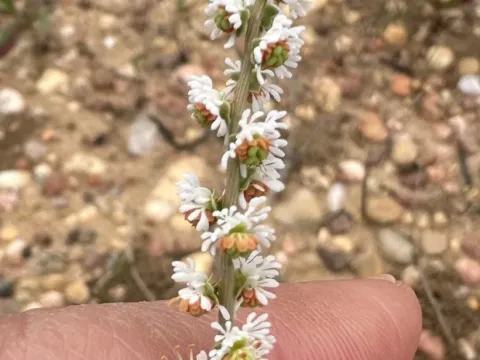 Sesamoides