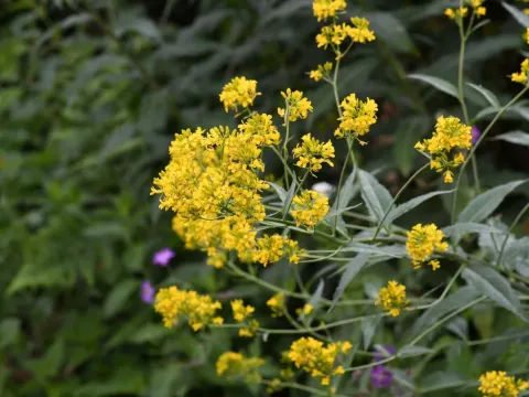 Sisymbrium strictissimum