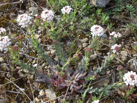 Erysimum pectinatum