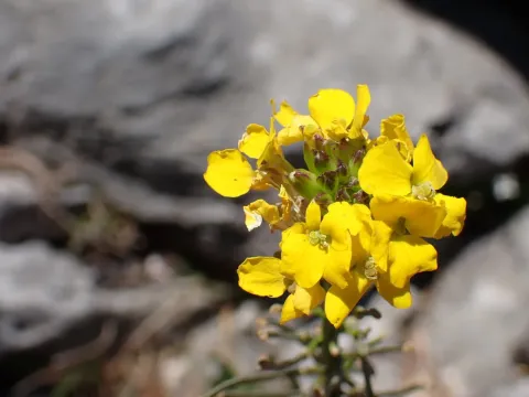 Fragrant wallflower