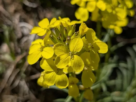 Ruscinon wallflower