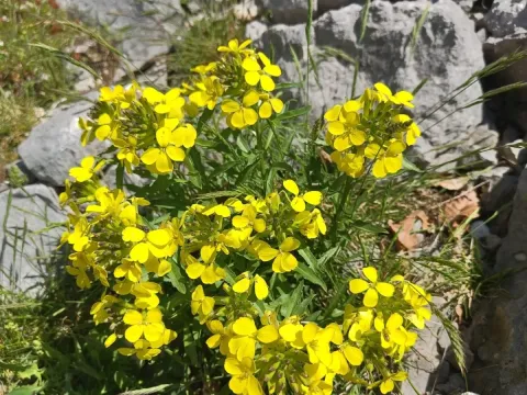 Erysimum duriaei