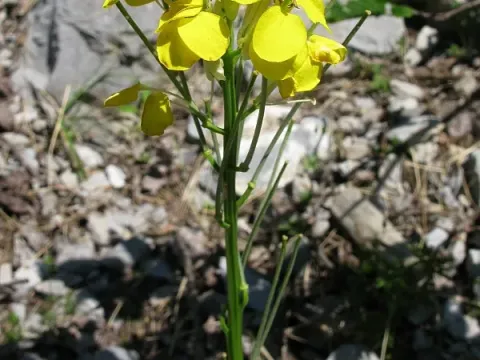 Berna wallflower
