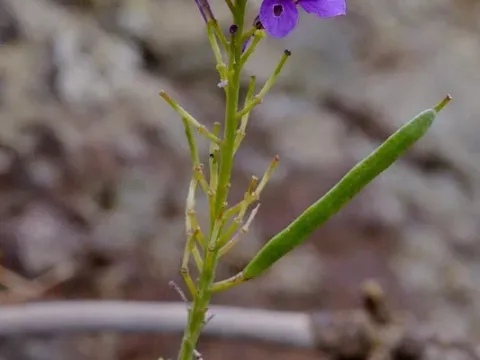 Erysimum arbuscula