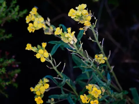 Erysimum merxmuelleri