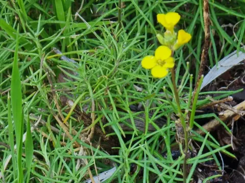 Maderan wallflower