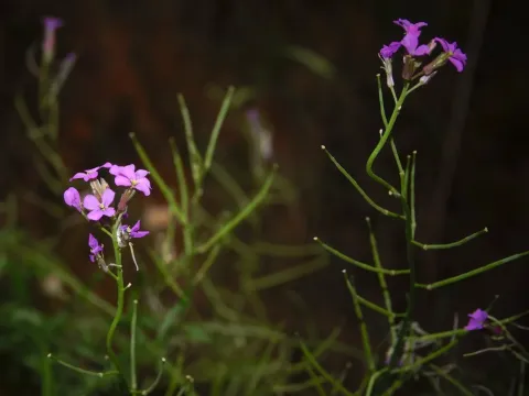 Erysimum lagascae