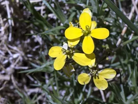 Erysimum myriophyllum