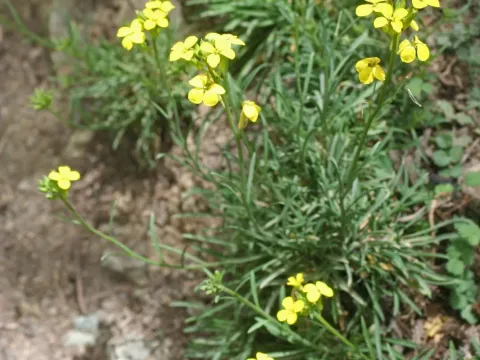 Erysimum grandiflorum