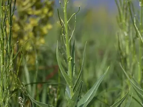 Hesperis dinarica