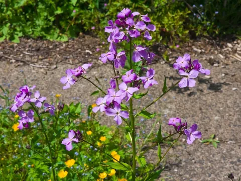 Dame's violet