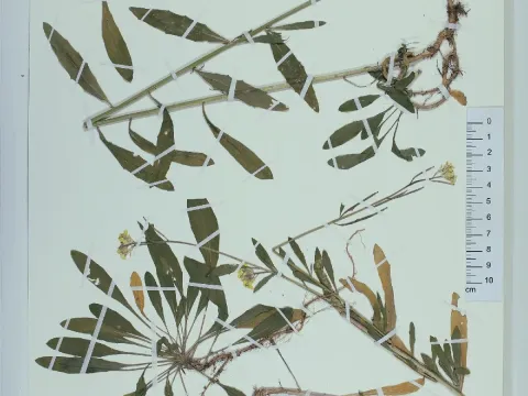 Hungarian wallflower
