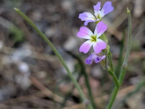 Malcolmia chia