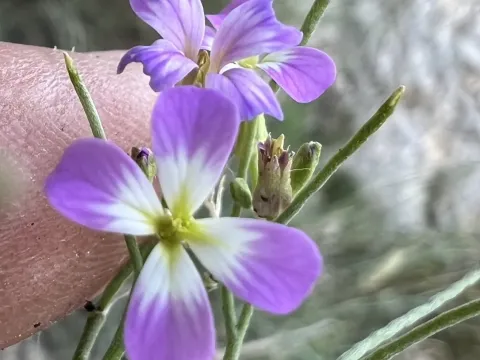 Malcolmia orsiniana