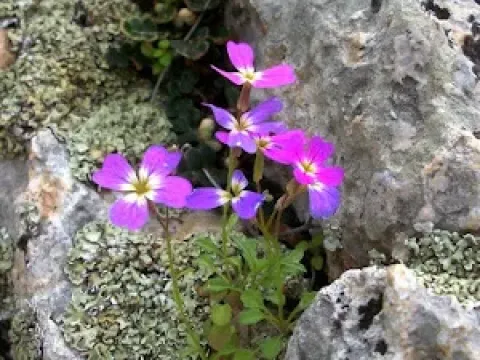 Malcolmia graeca