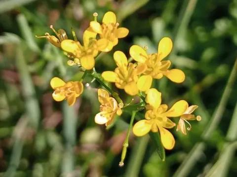 Pyrenean yellowcress