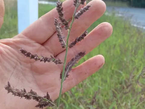 Barnyard grass