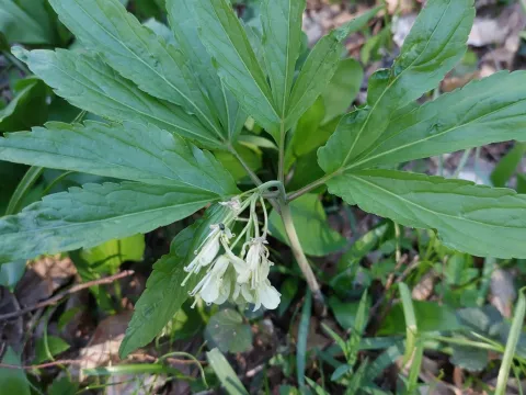 Nine-leaved bittercress