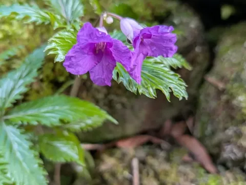 Cardamine glanduligera