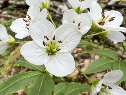 Cardamine waldsteinii