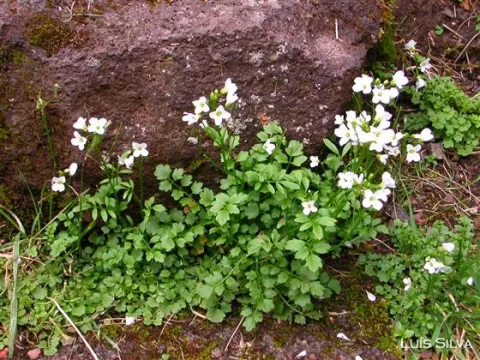 Cardamine caldeirarum
