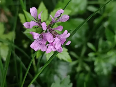 Cardamine chelidonia