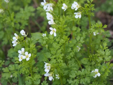 Greek bittercress