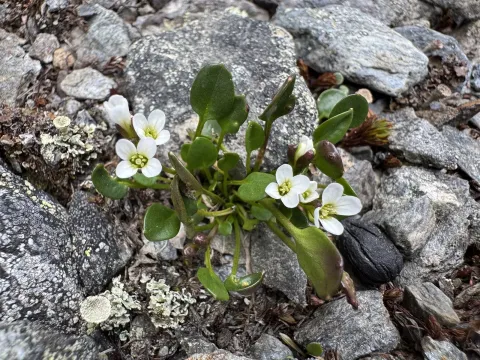 Alpine bittercress
