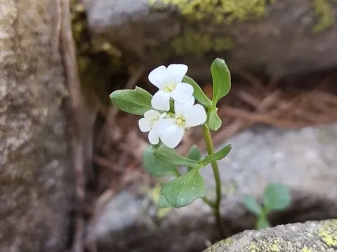 Сердечник резедолистный