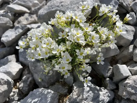 Cardamine glauca