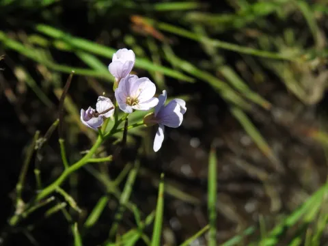 Cardamine crassifolia