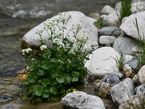 Cardamine asarifolia