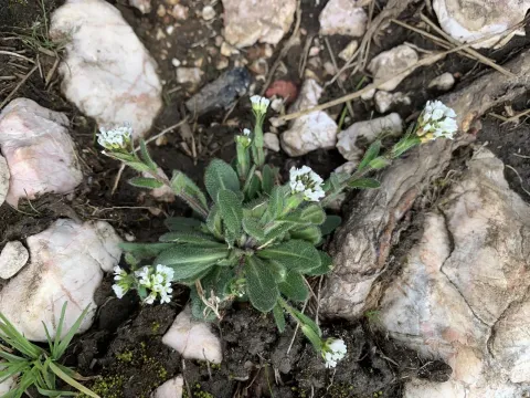 Fringed rockcress
