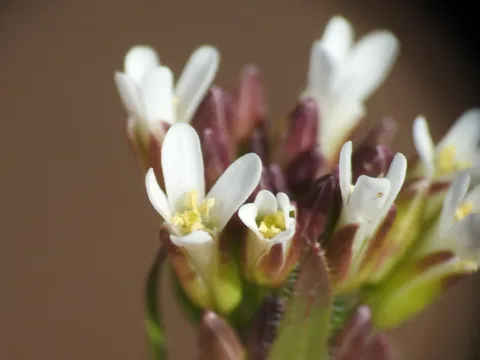 Arabis planisiliqua