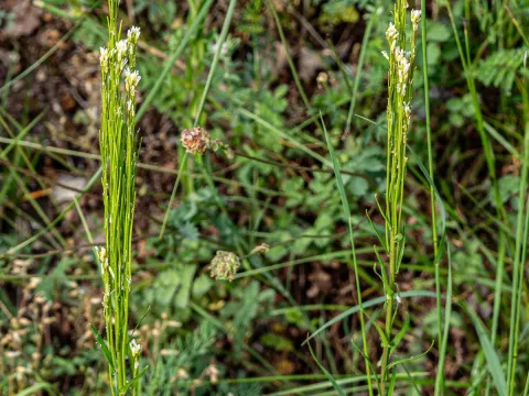 Arabis sagittata
