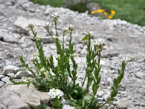 Арабис Сойера