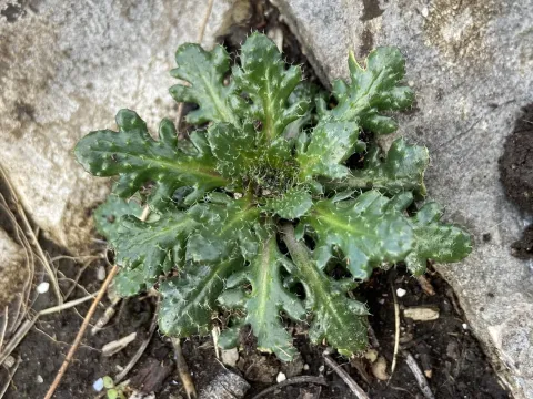 Arabis scabra