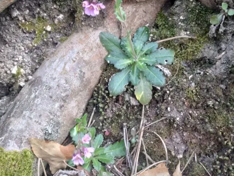 Резуха холмовая