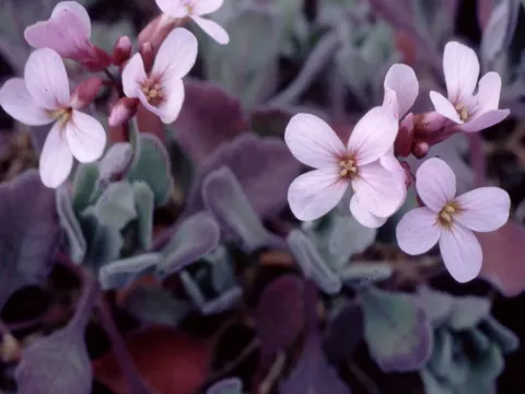 Wall rockcress