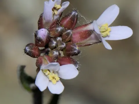 Beira rockcress