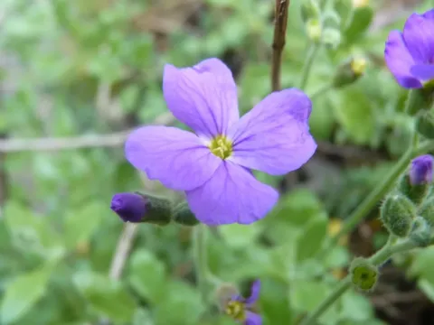 Aubrieta intermedia